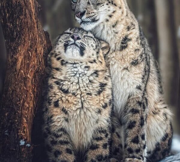 Snow Leopard