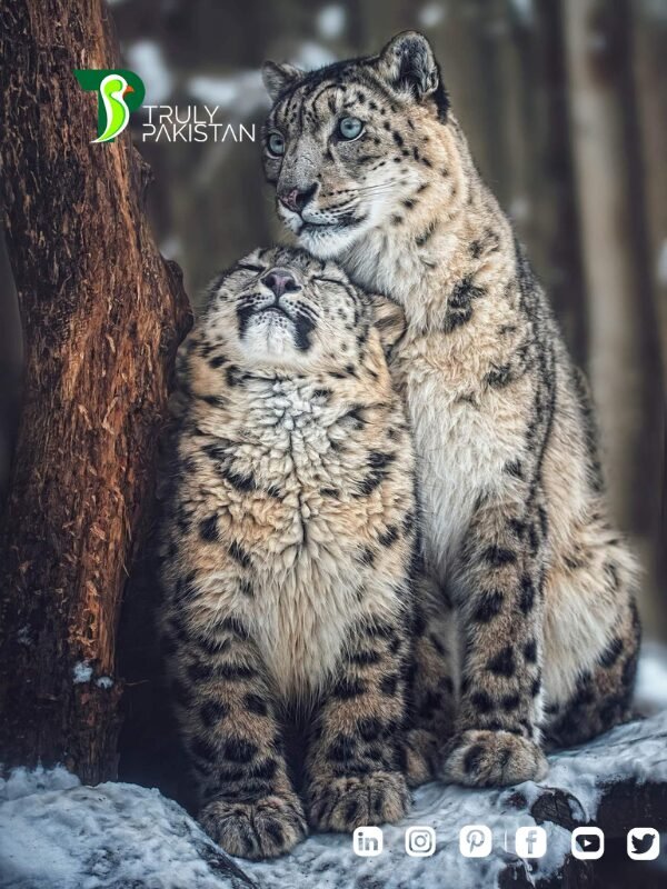 Snow Leopard