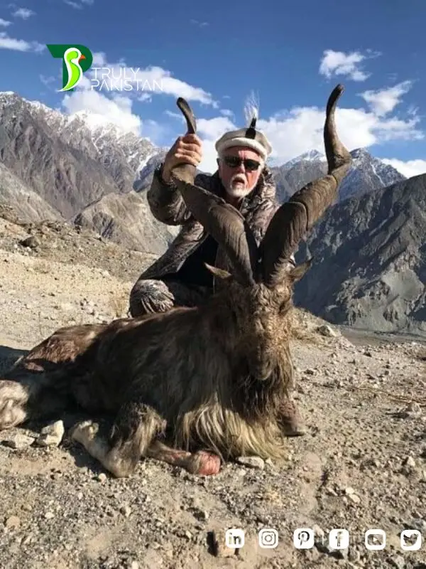 Markhor conservation