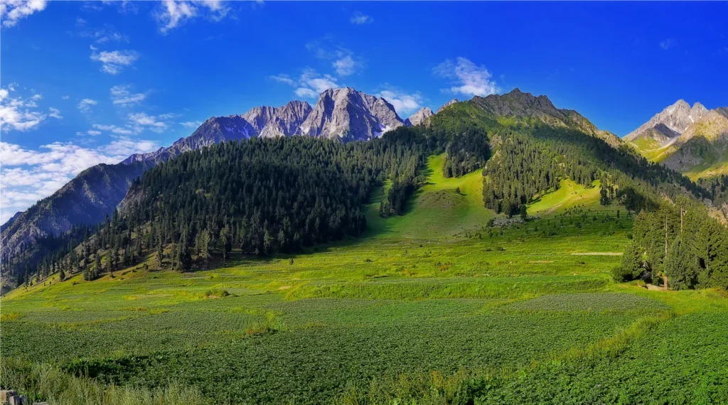 Vibrant green meadows and dense pine forests set against towering rocky peaks under a deep blue sky in the stunning Naltar Valley of Gilgit-Baltistan.
