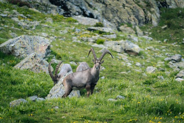 Group of Himalayan ibex grazing in the high-altitude meadows of Shandur National Park