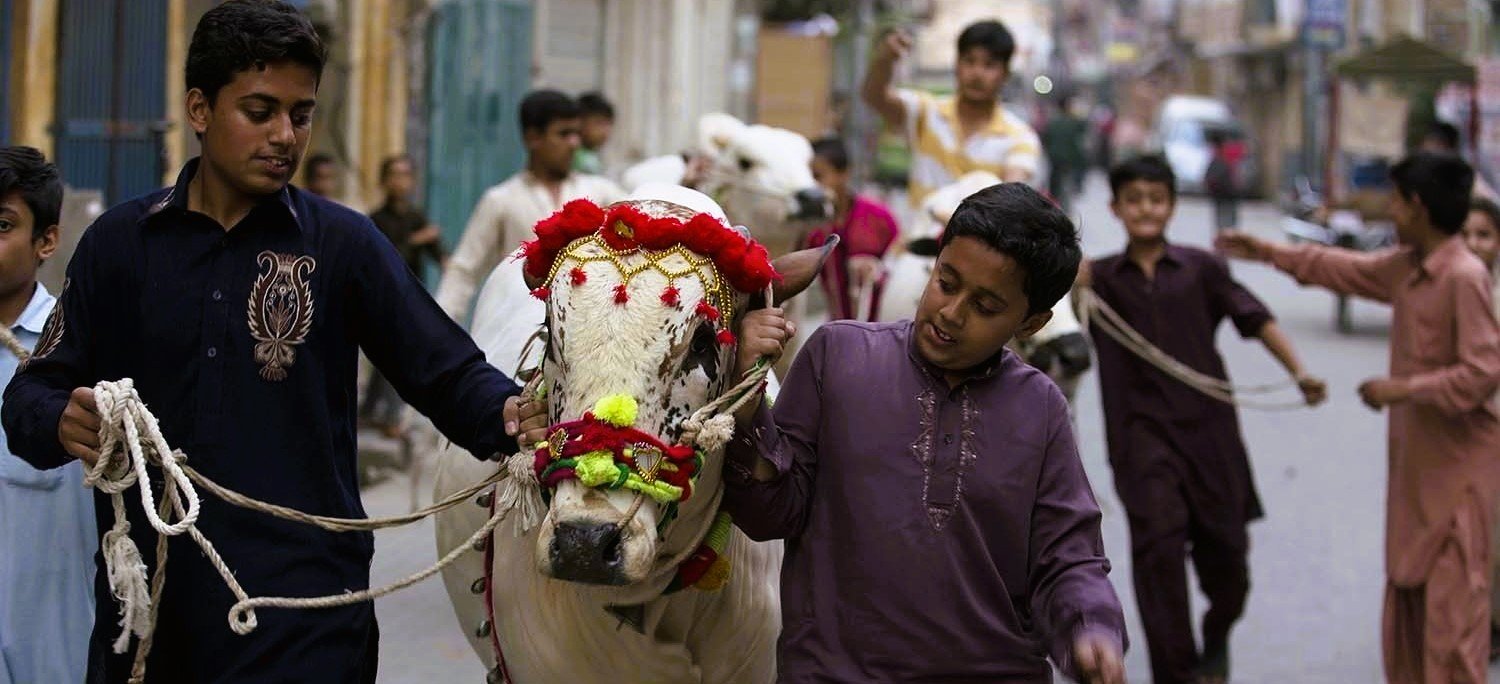 Boys guiding a decorated cow through the streets during Eid ul Adha celebrations in Pakistan, showcasing traditional attire and communal festivity