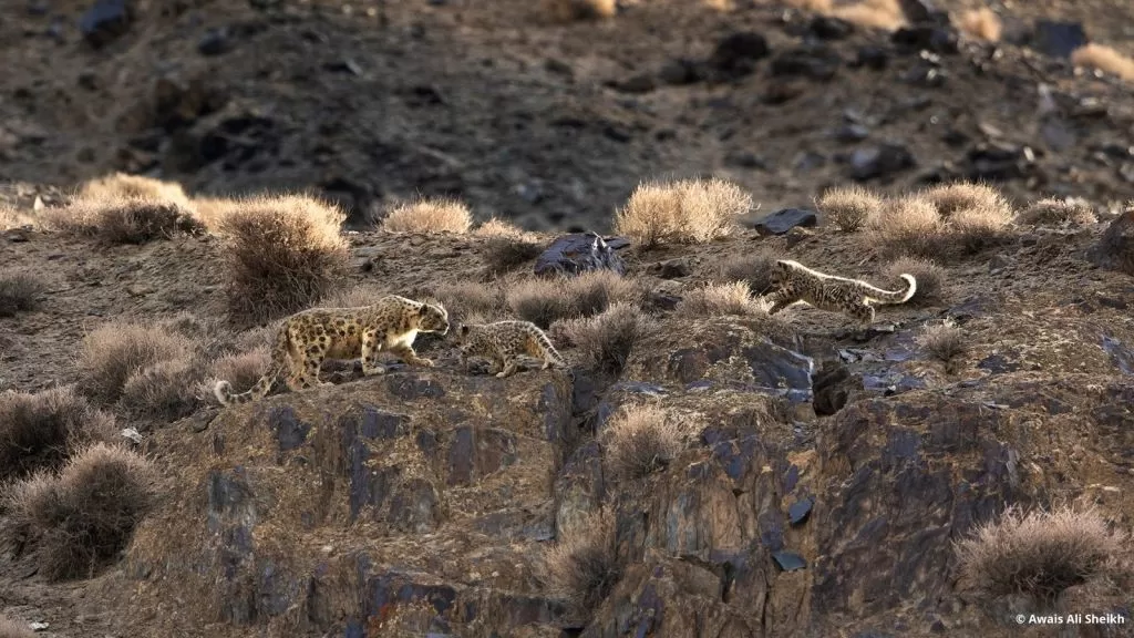 Rare snow leopard resting on rocky slopes in Shandur National Park, Pakistan