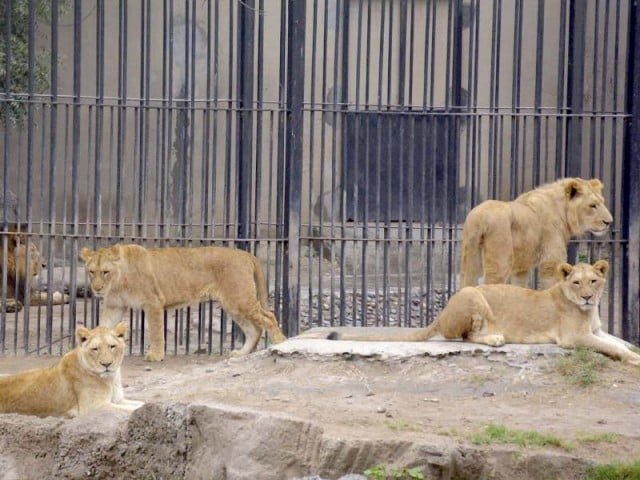 Bahria Enclave Zoo