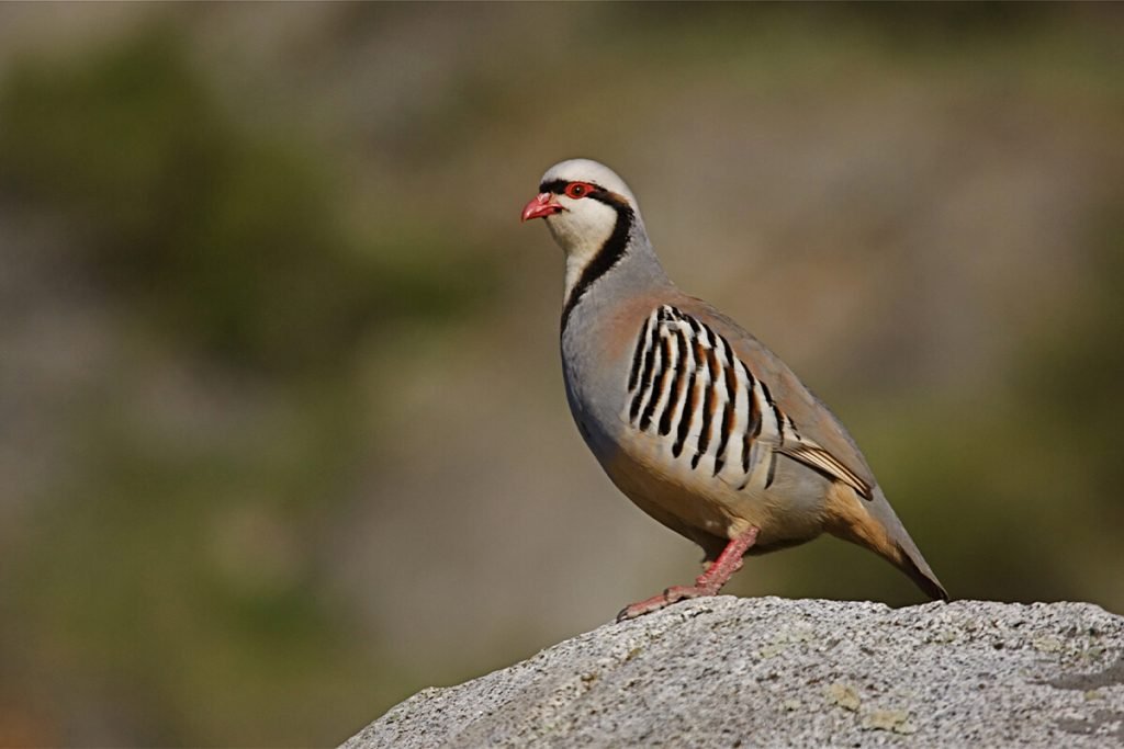 Chukar Partridge (National Bird)
