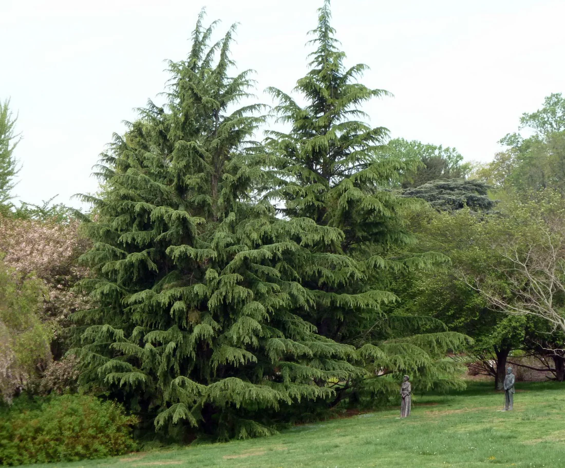 Deodar (National Tree)