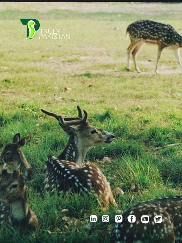 Jallo Park Wildlife