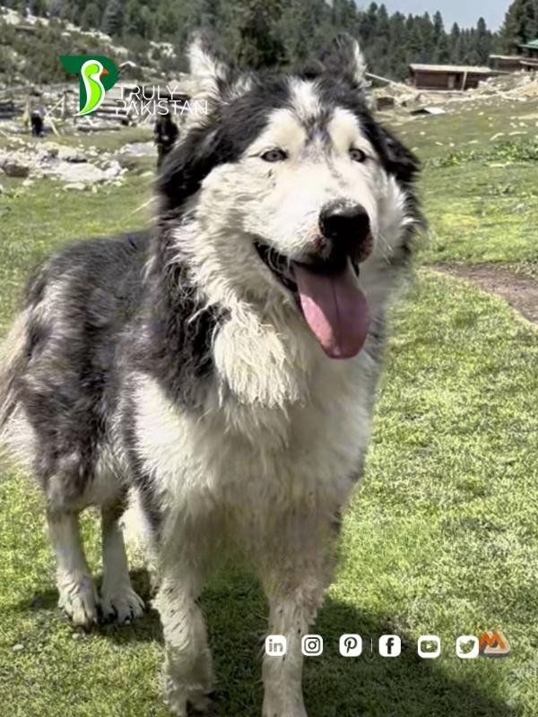 Pablo the Dog Who Led a 10-Hour Trek to Fairy Meadows