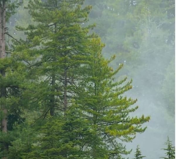 Alpine Forests in Pakistan
