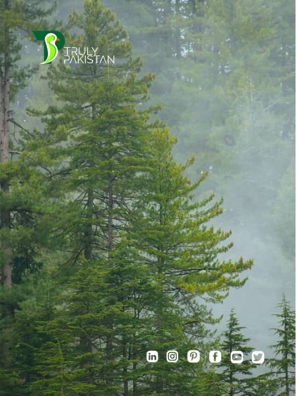 Alpine Forests in Pakistan