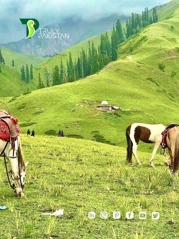 Siri Paye Meadows