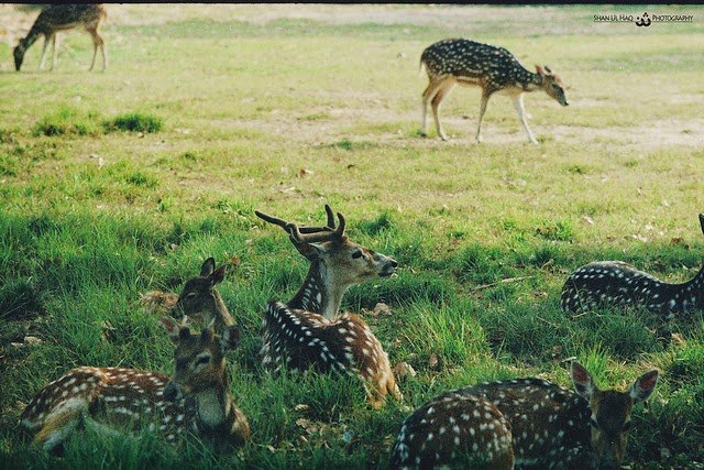 Jallo Park Wildlife