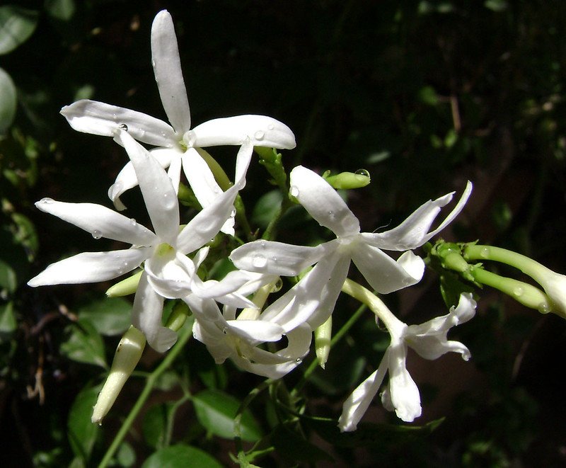 Jasmine (National Flower)