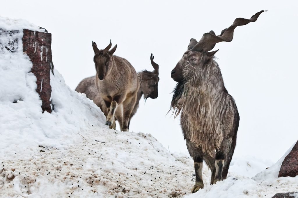 Markhor (National Animal): Habitat, Conservation Status, and Significance