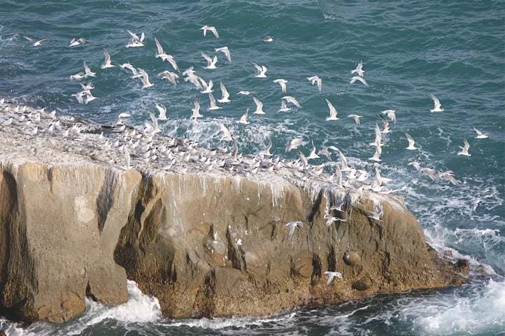 Flock of seabirds soaring above the rocky shoreline of Astola Island, the largest island in Pakistan and a Marine Protected Area in the Arabian Sea.