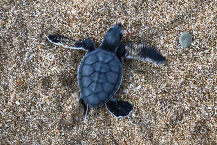 Turtle in astola Island Picture