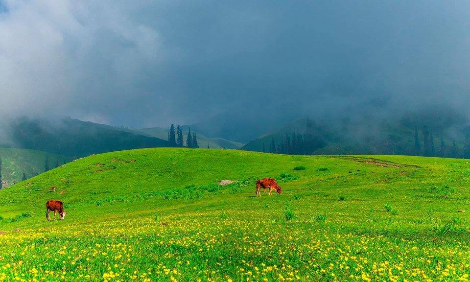 Vibrant Meadows