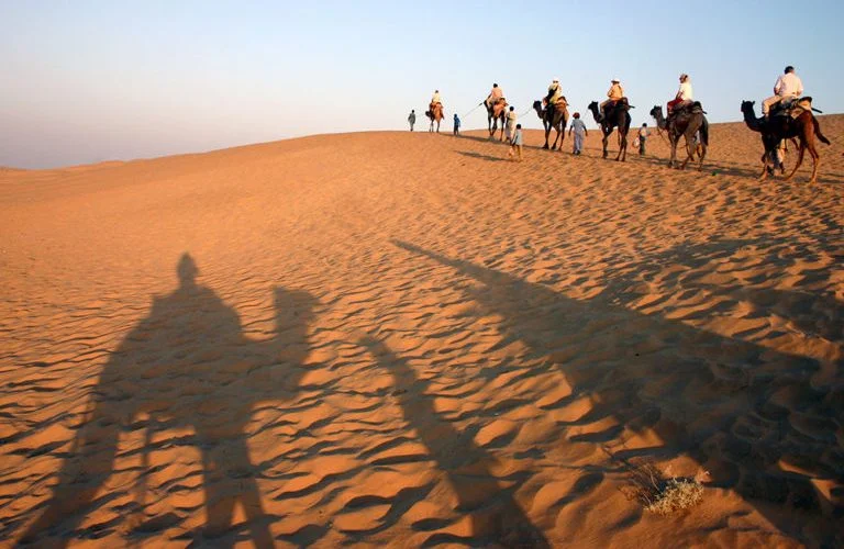 camels in thar desert