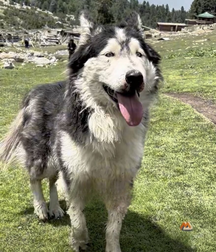 Pablo the dog guiding a 10-hour hike in Pakistan