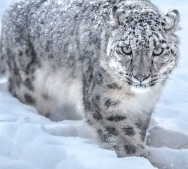 Conservation of Wildlife in Pakistan