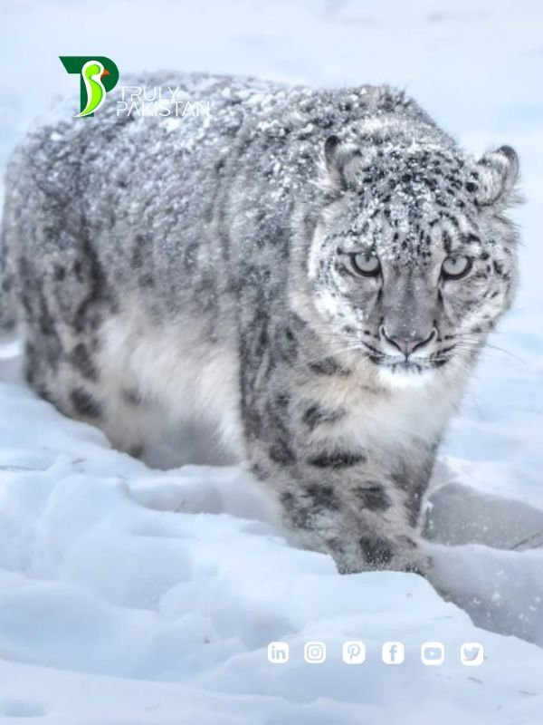 Conservation of Wildlife in Pakistan