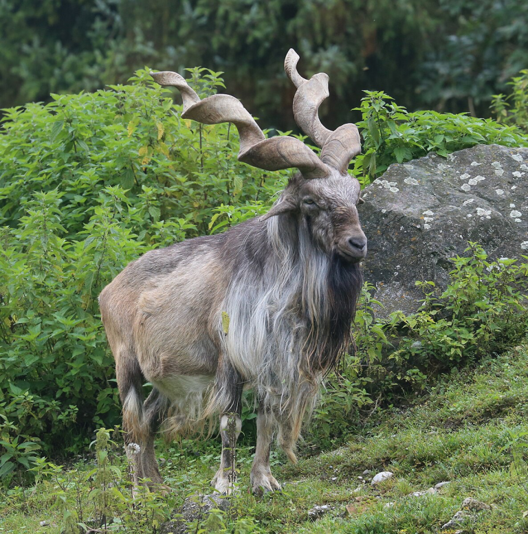 Animals In Pakistan Conservation Of Wildlife In Pakistan: Challenges & Success