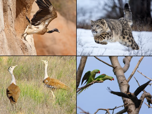 Conservation of wildlife in Pakistan